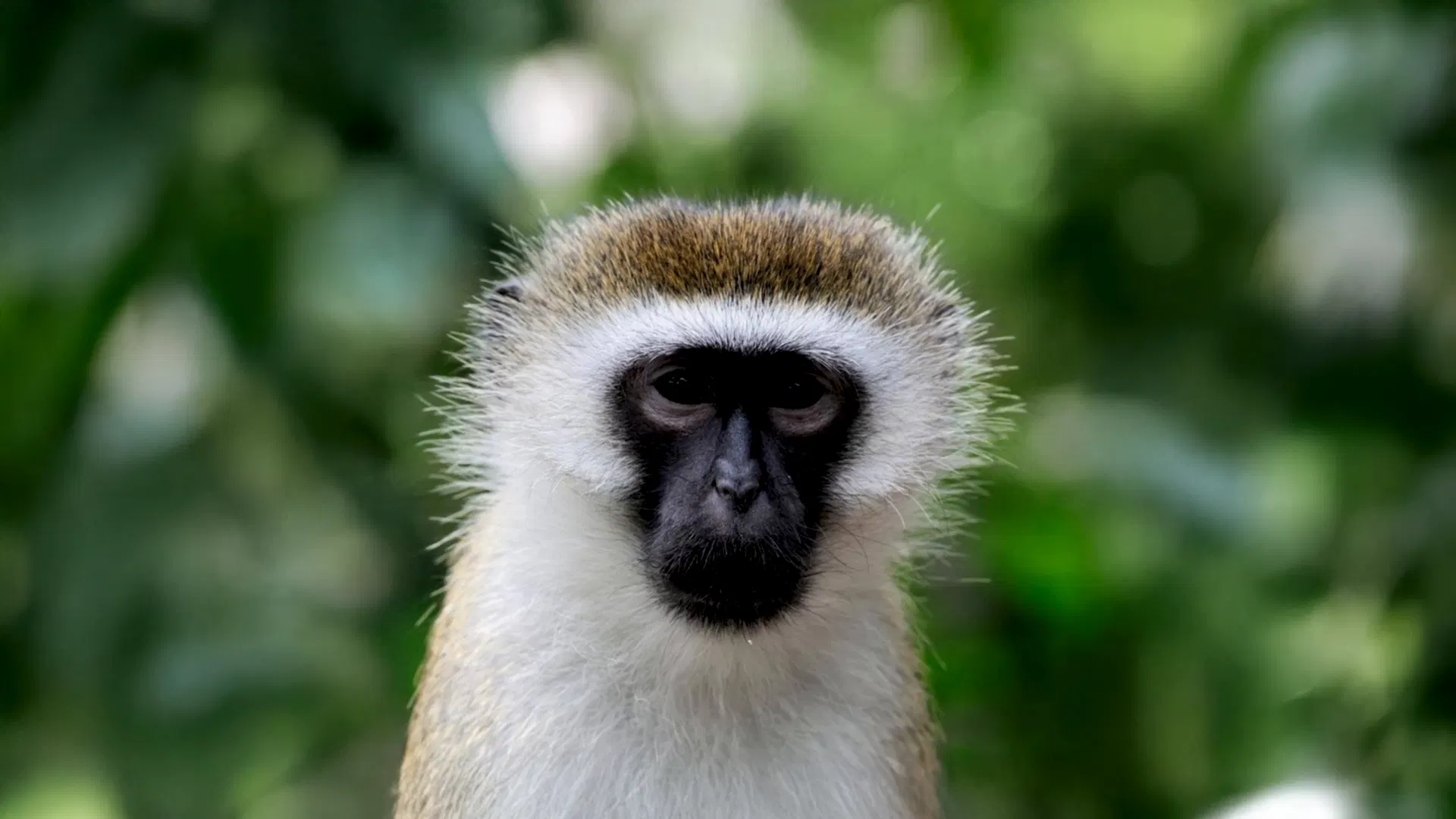 Vervet Maymunu