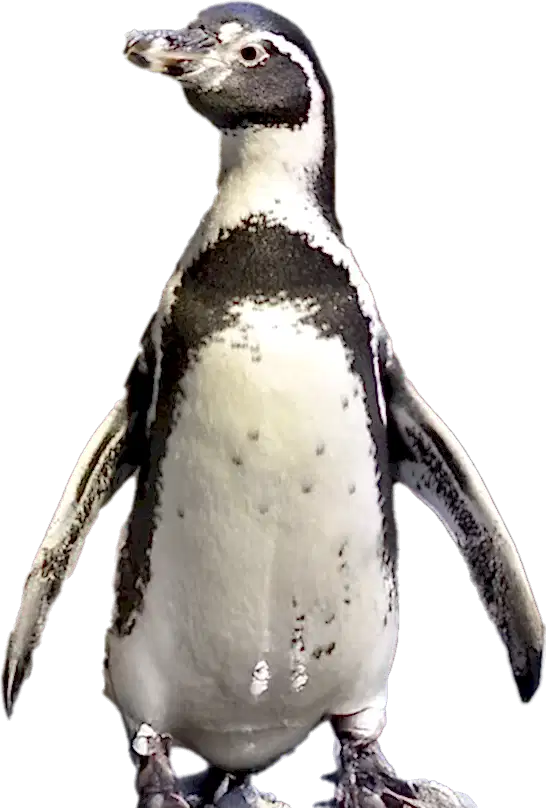 Penguix