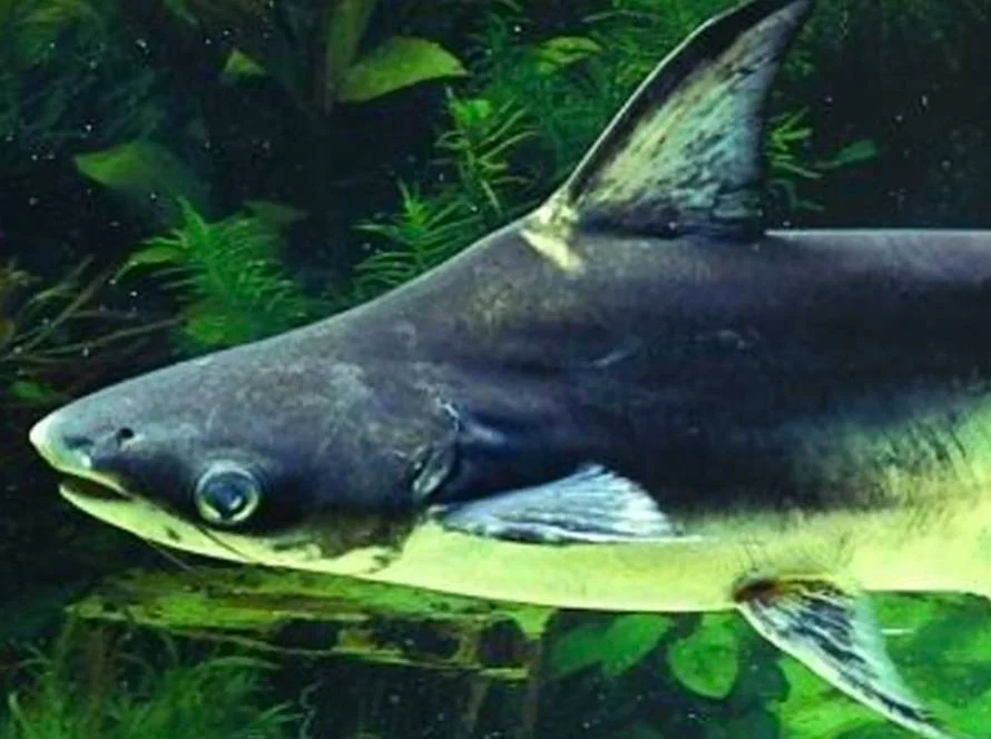 emaar akvaryum pangasius
