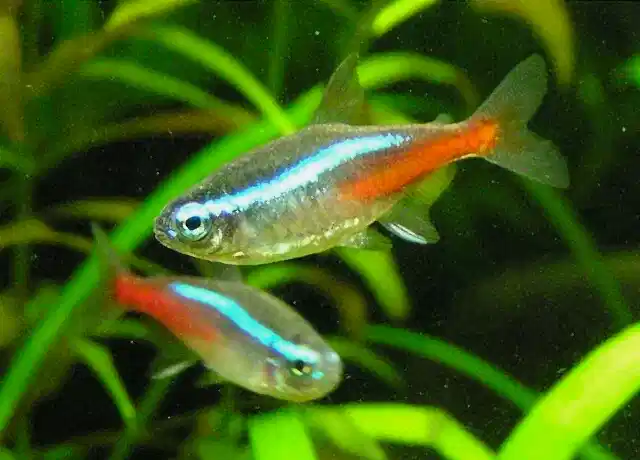 neon tetra
