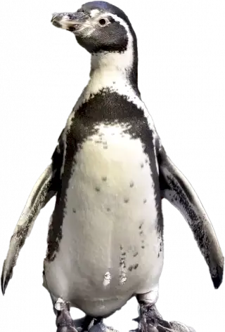 Penguix